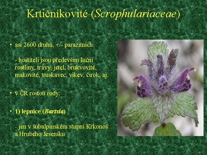 Krtičníkovité (Scrophulariaceae) • asi 2600 druhů, +/- parazitních - hostiteli jsou především luční rostliny,
