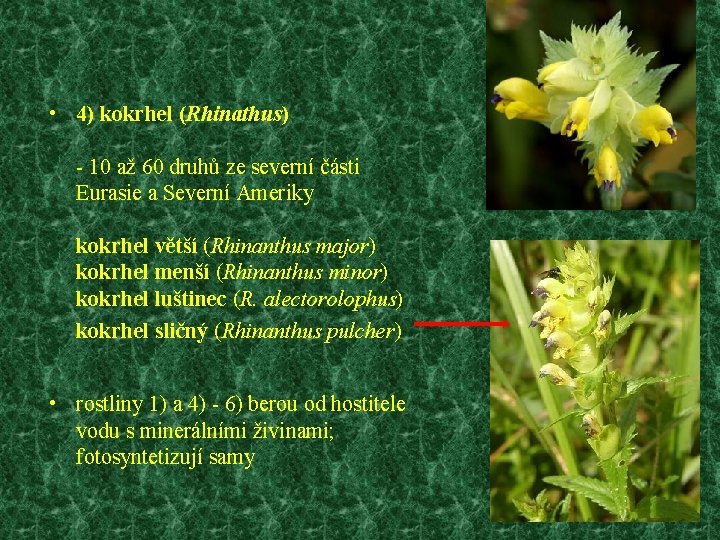  • 4) kokrhel (Rhinathus) - 10 až 60 druhů ze severní části Eurasie