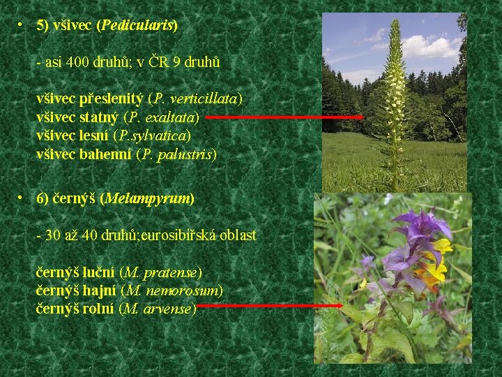  • 5) všivec (Pedicularis) - asi 400 druhů; v ČR 9 druhů všivec