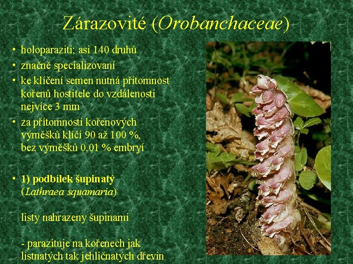 Zárazovité (Orobanchaceae) • holoparaziti; asi 140 druhů • značně specializovaní • ke klíčení semen