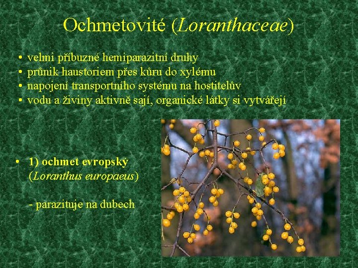 Ochmetovité (Loranthaceae) • • velmi příbuzné hemiparazitní druhy průnik haustoriem přes kůru do xylému
