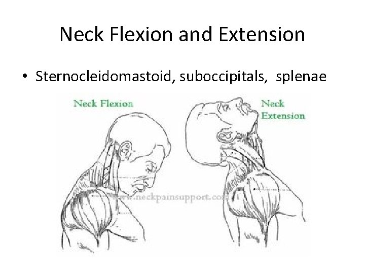 Neck Flexion and Extension • Sternocleidomastoid, suboccipitals, splenae 