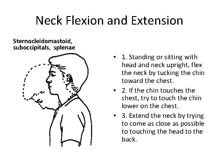 Neck Flexion and Extension Sternocleidomastoid, suboccipitals, splenae • 1. Standing or sitting with head