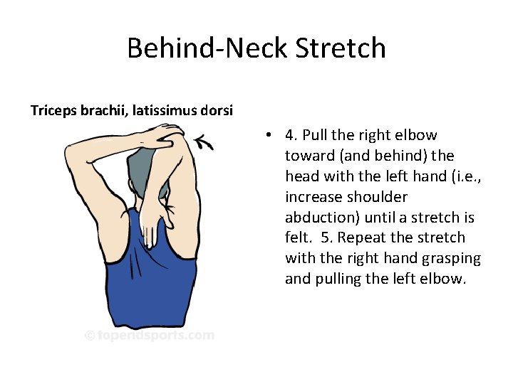 Behind-Neck Stretch Triceps brachii, latissimus dorsi • 4. Pull the right elbow toward (and