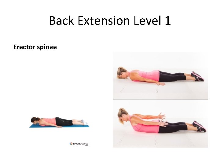 Back Extension Level 1 Erector spinae 