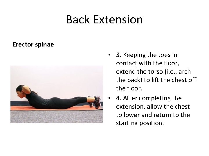 Back Extension Erector spinae • 3. Keeping the toes in contact with the floor,