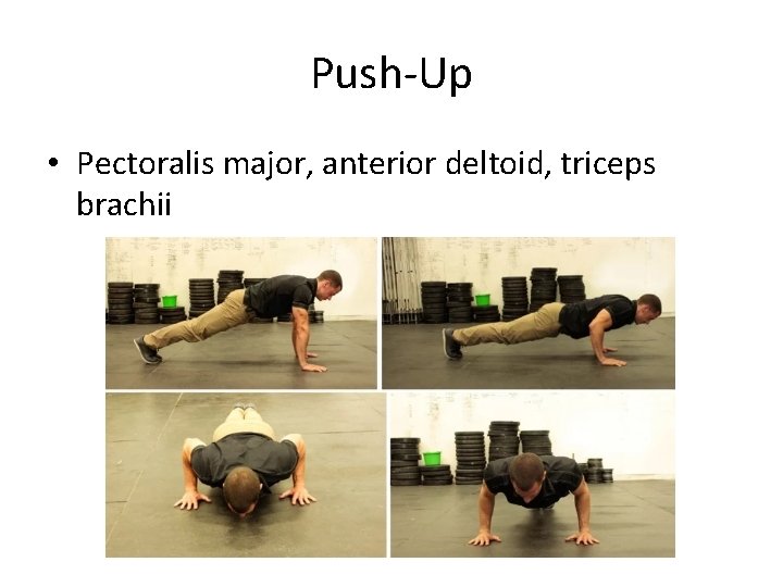 Push-Up • Pectoralis major, anterior deltoid, triceps brachii 