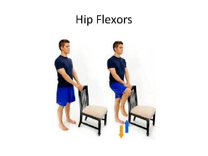 Hip Flexors 