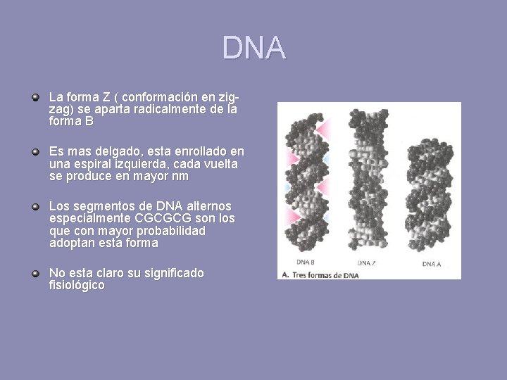 DNA La forma Z ( conformación en zigzag) se aparta radicalmente de la forma