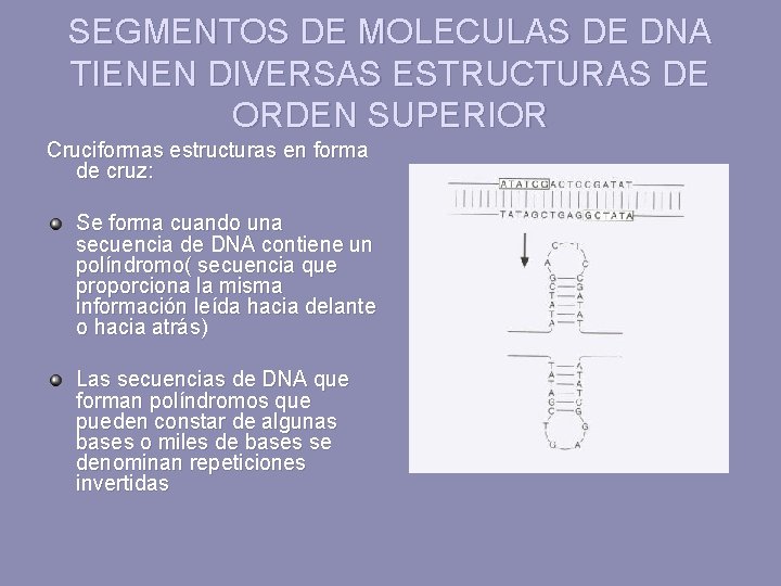 SEGMENTOS DE MOLECULAS DE DNA TIENEN DIVERSAS ESTRUCTURAS DE ORDEN SUPERIOR Cruciformas estructuras en