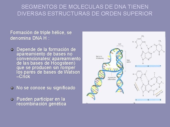 SEGMENTOS DE MOLECULAS DE DNA TIENEN DIVERSAS ESTRUCTURAS DE ORDEN SUPERIOR Formación de triple