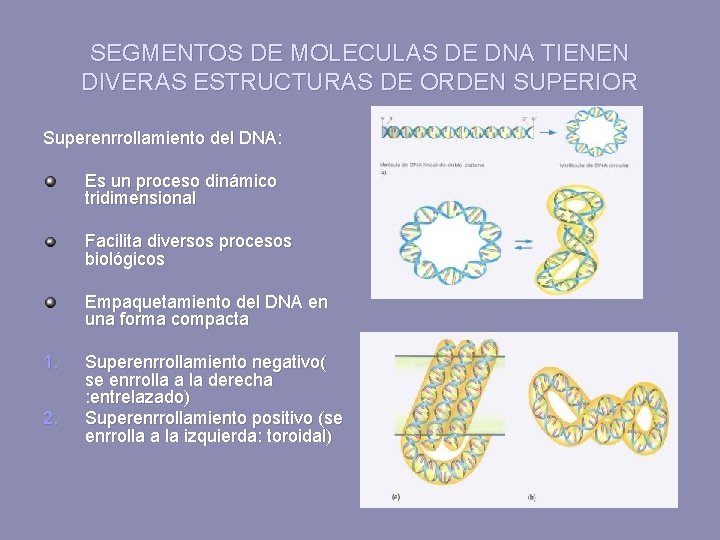 SEGMENTOS DE MOLECULAS DE DNA TIENEN DIVERAS ESTRUCTURAS DE ORDEN SUPERIOR Superenrrollamiento del DNA: