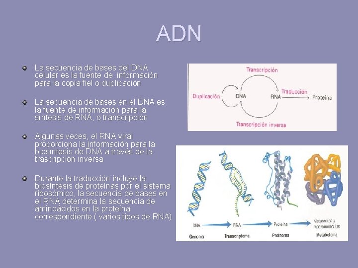 ADN La secuencia de bases del DNA celular es la fuente de información para