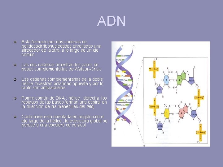 ADN Esta formado por dos cadenas de polidesoxirribonucleotidos enrolladas una alrededor de la otra,