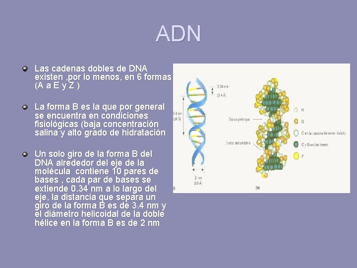 ADN Las cadenas dobles de DNA existen , por lo menos, en 6 formas