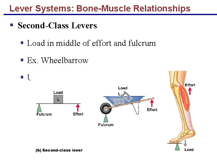 Lever Systems: Bone-Muscle Relationships § Second-Class Levers § Load in middle of effort and