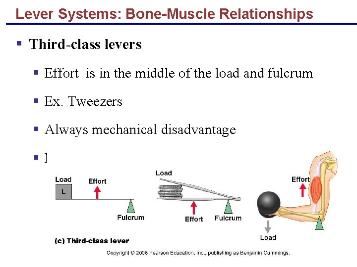 Lever Systems: Bone-Muscle Relationships § Third-class levers § Effort is in the middle of