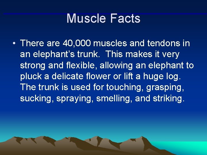 Muscle Facts • There are 40, 000 muscles and tendons in an elephant’s trunk. Muscle Facts • There are 40, 000 muscles and tendons in an elephant’s trunk.
