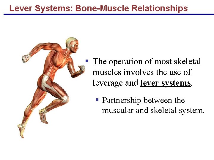 Lever Systems: Bone-Muscle Relationships § The operation of most skeletal muscles involves the use