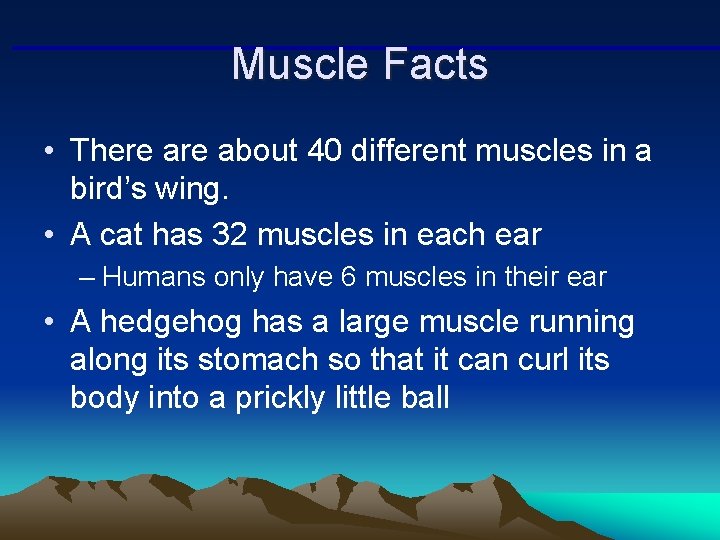 Muscle Facts • There about 40 different muscles in a bird’s wing. • A