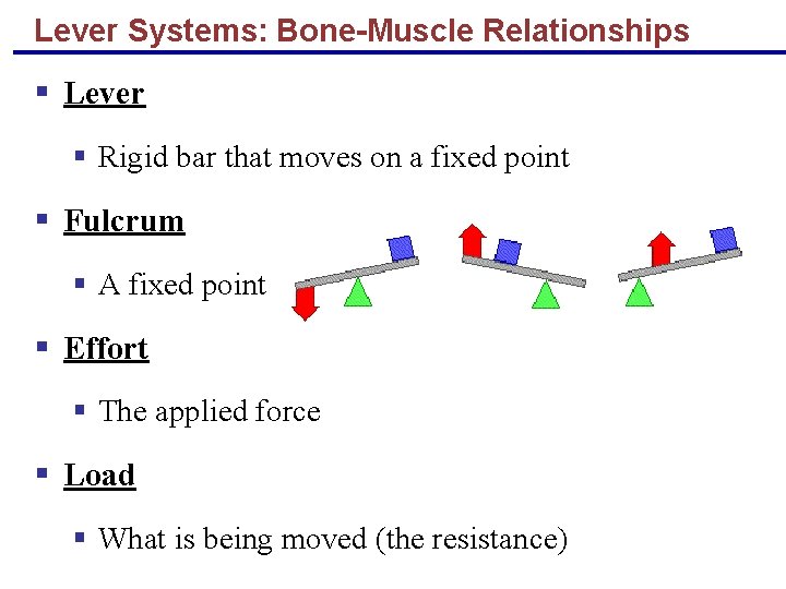 Lever Systems: Bone-Muscle Relationships § Lever § Rigid bar that moves on a fixed