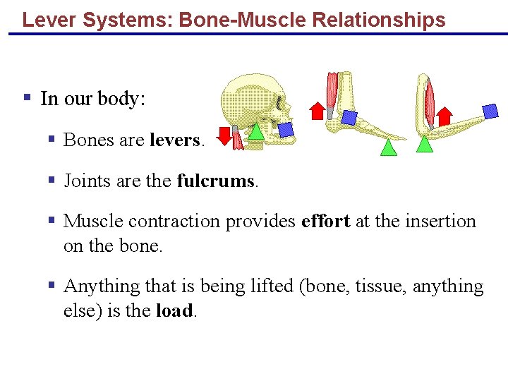 Lever Systems: Bone-Muscle Relationships § In our body: § Bones are levers. § Joints