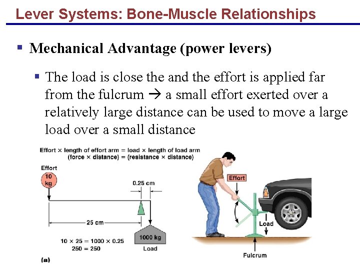 Lever Systems: Bone-Muscle Relationships § Mechanical Advantage (power levers) § The load is close