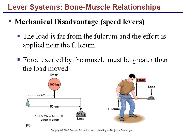 Lever Systems: Bone-Muscle Relationships § Mechanical Disadvantage (speed levers) § The load is far