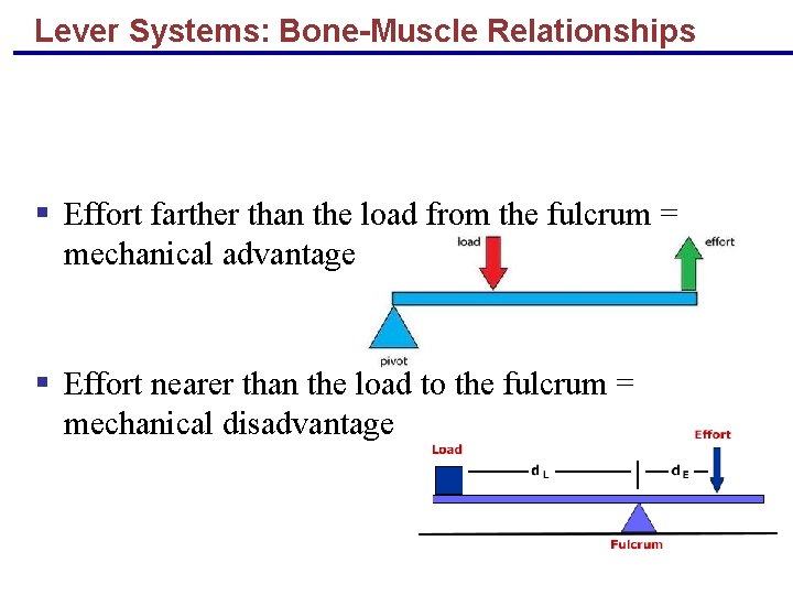 Lever Systems: Bone-Muscle Relationships § Effort farther than the load from the fulcrum =