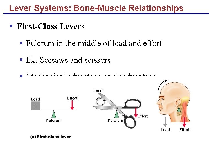 Lever Systems: Bone-Muscle Relationships § First-Class Levers § Fulcrum in the middle of load