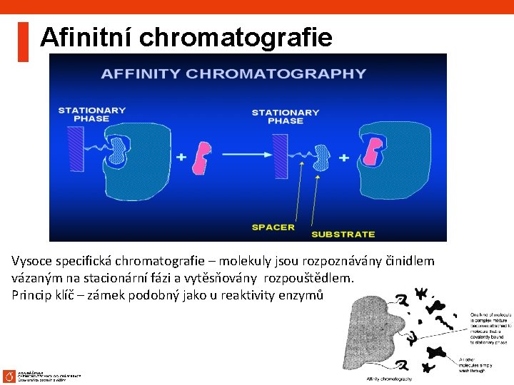 Afinitní chromatografie Vysoce specifická chromatografie – molekuly jsou rozpoznávány činidlem vázaným na stacionární fázi