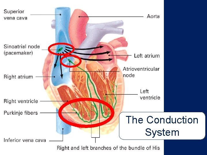 The Conduction System 