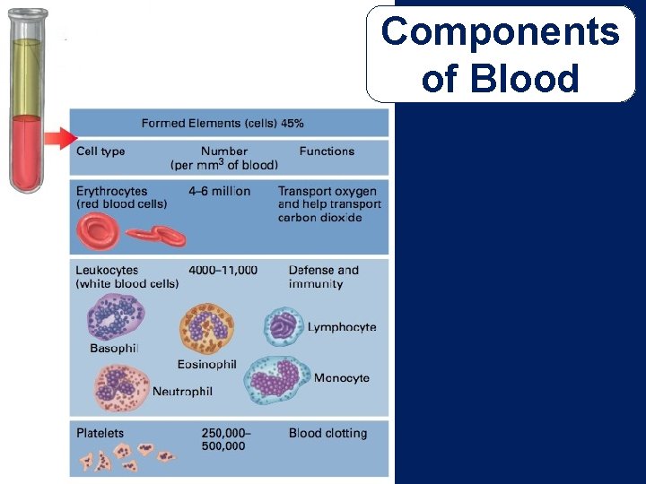 Components of Blood 