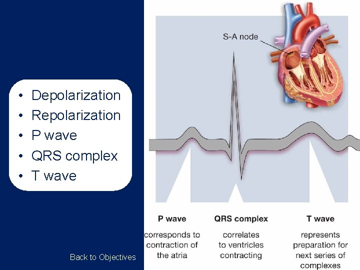  • • • Depolarization Repolarization P wave QRS complex T wave Back to