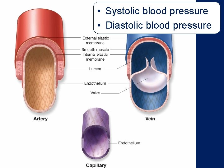  • Systolic blood pressure • Diastolic blood pressure 