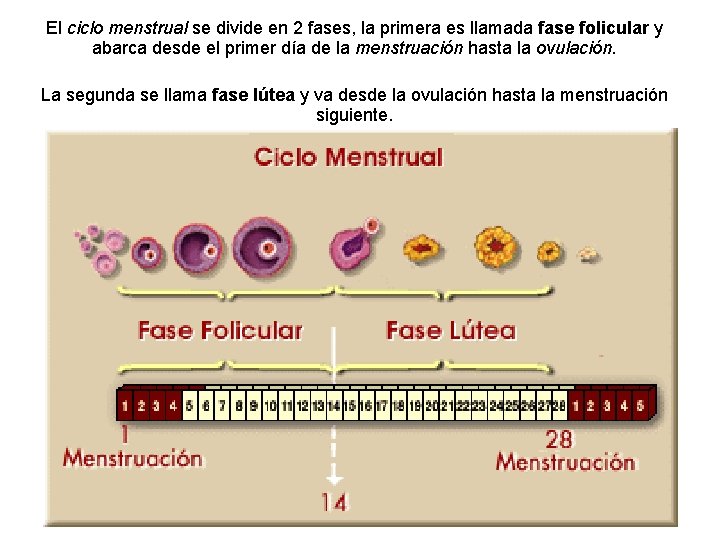 El ciclo menstrual se divide en 2 fases, la primera es llamada fase folicular