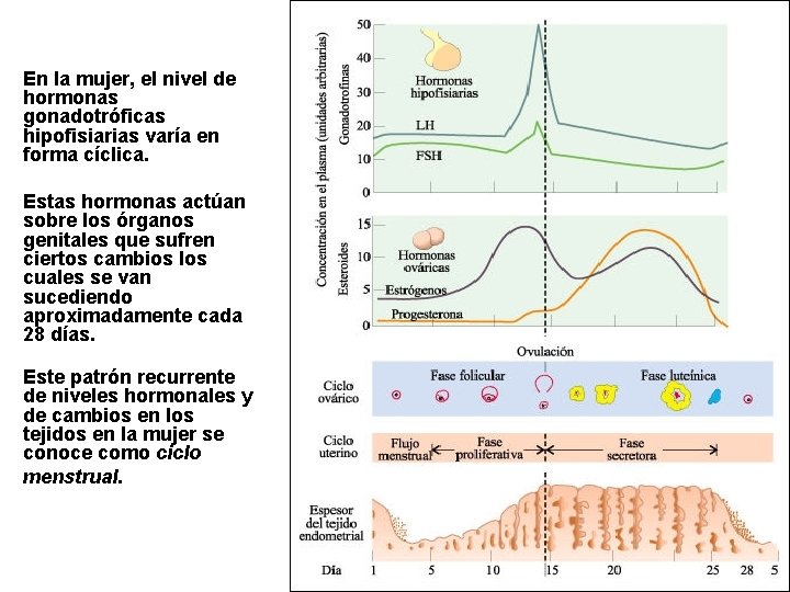 En la mujer, el nivel de hormonas gonadotróficas hipofisiarias varía en forma cíclica. Estas
