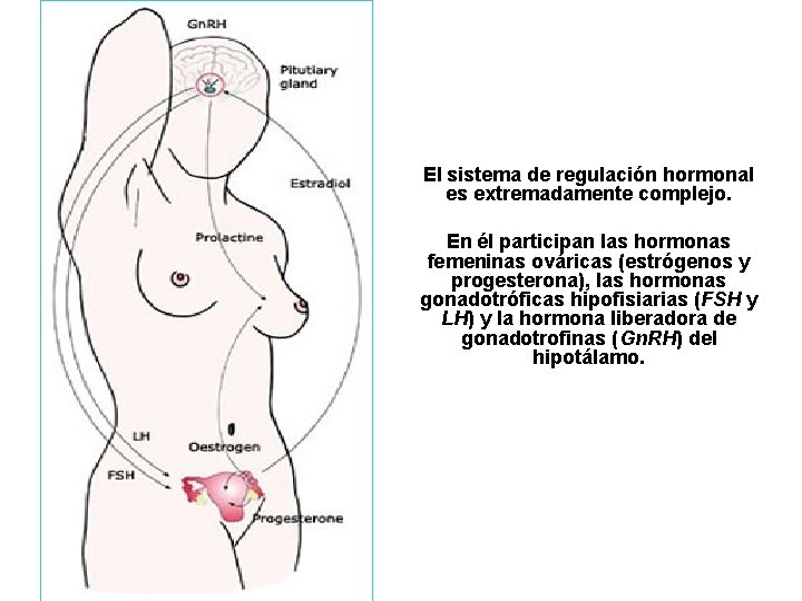 El sistema de regulación hormonal es extremadamente complejo. En él participan las hormonas femeninas