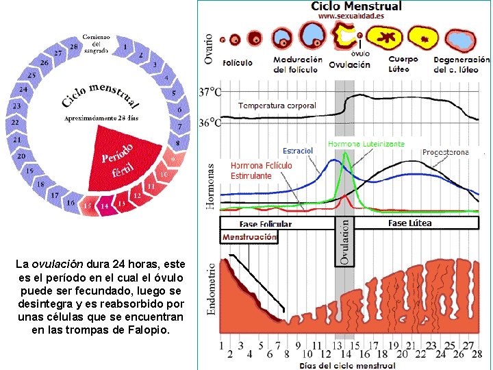 La ovulación dura 24 horas, este es el período en el cual el óvulo