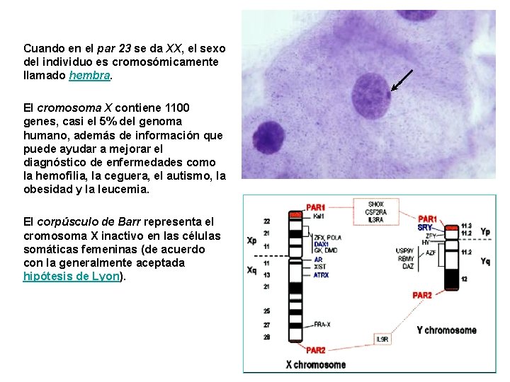 Cuando en el par 23 se da XX, el sexo del individuo es cromosómicamente