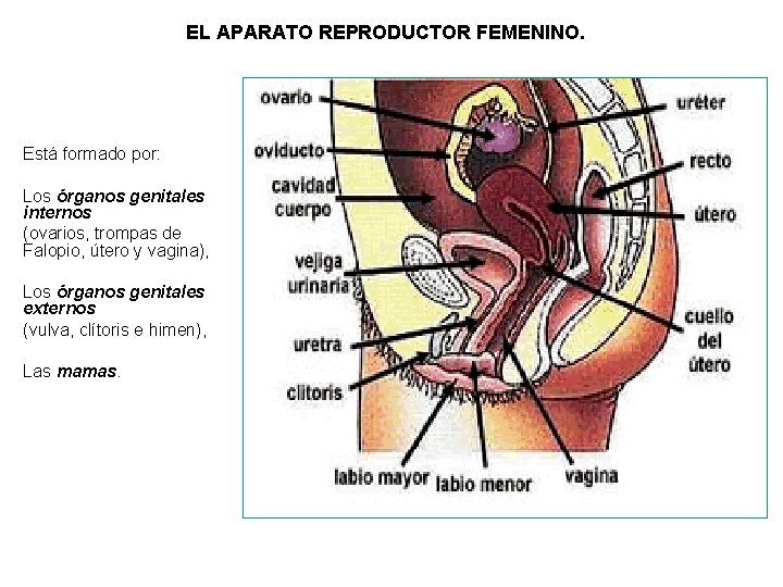 EL APARATO REPRODUCTOR FEMENINO. Está formado por: Los órganos genitales internos (ovarios, trompas de