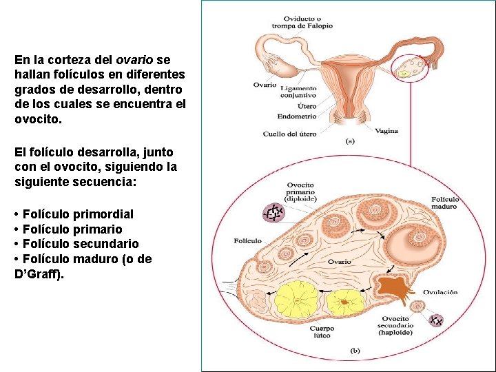 En la corteza del ovario se hallan folículos en diferentes grados de desarrollo, dentro