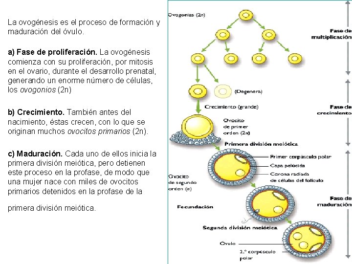 La ovogénesis es el proceso de formación y maduración del óvulo. a) Fase de