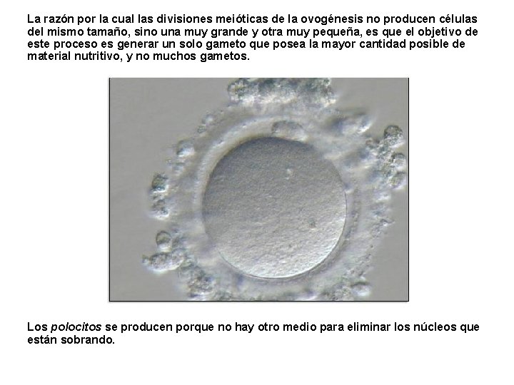 La razón por la cual las divisiones meióticas de la ovogénesis no producen células