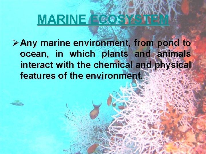 MARINE ECOSYSTEM Ø Any marine environment, from pond to ocean, in which plants and