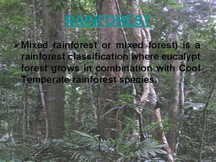 RAINFOREST Ø Mixed rainforest or mixed forest) is a rainforest classification where eucalypt forest