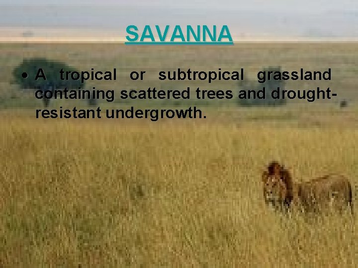 SAVANNA A tropical or subtropical grassland containing scattered trees and droughtresistant undergrowth. 
