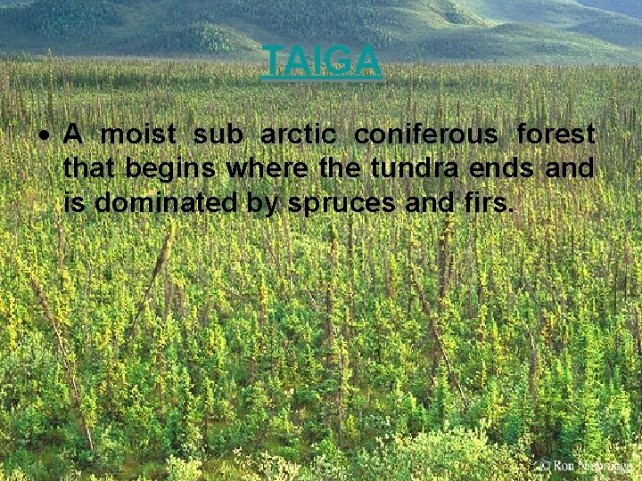 TAIGA A moist sub arctic coniferous forest that begins where the tundra ends and