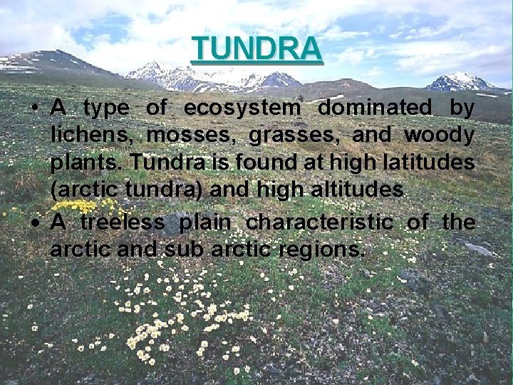 TUNDRA • A type of ecosystem dominated by lichens, mosses, grasses, and woody plants.