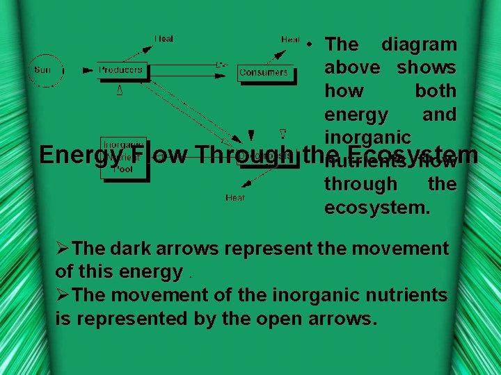  • The diagram above shows how both energy and inorganic Energy Flow Through